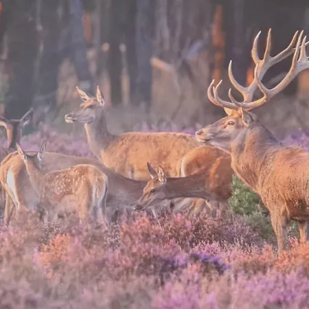 Sfeervolle Recreatiewoning In Veluwe Putten