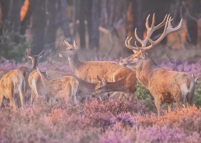 Sfeervolle Recreatiewoning In Veluwe Putten